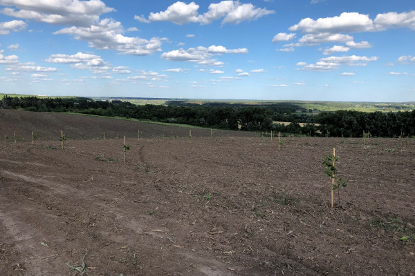 Ореховый сад в Киевской области